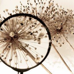 Dried garlic blossom through a magnifying glass. Nature background. Close up.