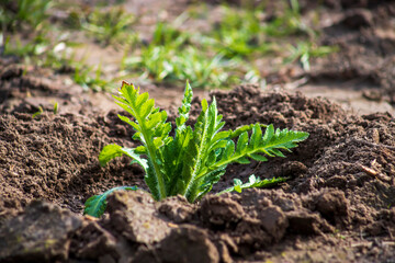 Green poppy leaves sprout sprouted in spring in the garden.