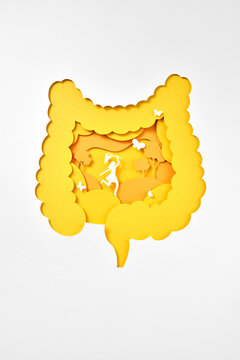 Papercraft human digestive system with flying butterfly and paper girl.