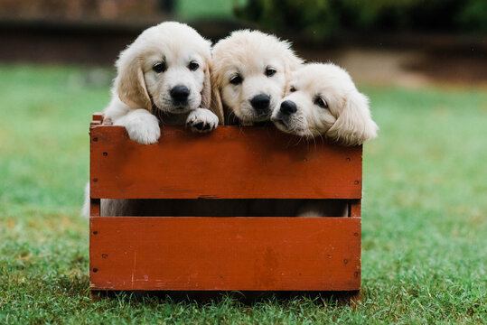 three puppies in a crate
