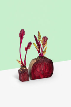 Cut parts of raw beet vegetable.