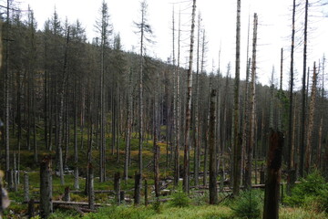 Catastrophic forest dying in Germany. Reason is climate change, dryness and immense reproduction of the bark beetles. Near Torfhaus, Harz Brocken moutain, Northern Germany.