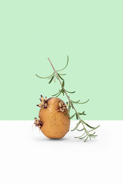 Sprouted potato vegetable with rosemary.