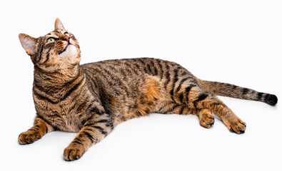 A tabby cat with short hair lies on its side. Isolate on white background