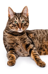 A tabby cat with short hair lies on its side. Isolate on white background