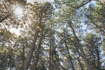Pine trees in the Pinamar forest at a sunset in Pinamar, Buenos Aires, Argentina