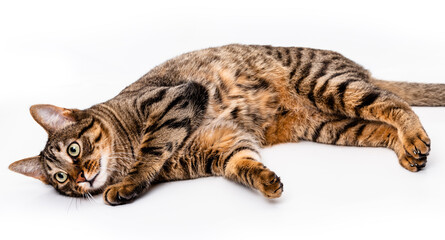 A tabby cat with short hair lies on its side. Isolate on white background