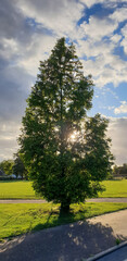 Lonely tree in the park