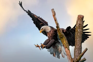 Schilderijen op glas american bald eagle landing © Martin