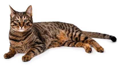 A tabby cat with short hair lies on its side. Isolate on white background