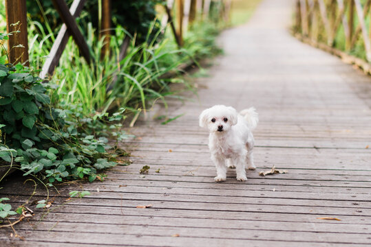 Small white dog on a bridge