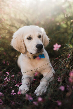 Puppy in flowers