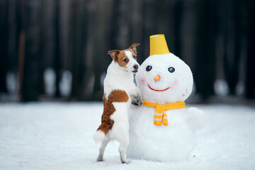 dog in snowy winter makes a snowman. Jack Russell Terrier in a scarf. Pet in nature