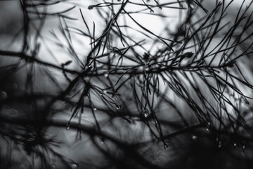branches of a tree in winter