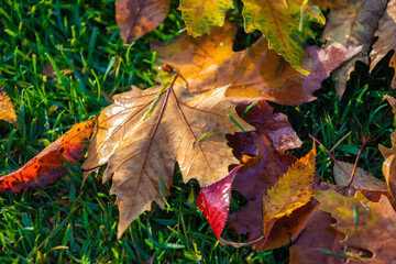 fallen leaves from the tree, colorful autumn leaves, colorful leaves on green grass
