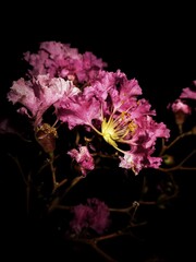 Obraz na płótnie Canvas pink flowers on black