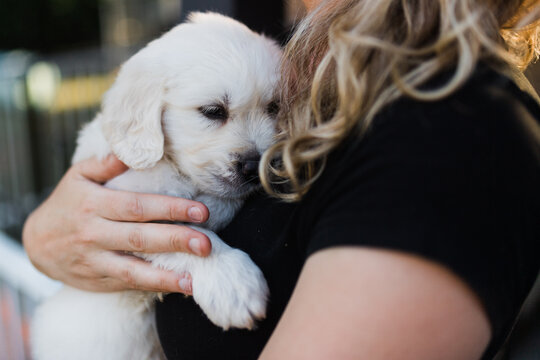 puppy cuddle