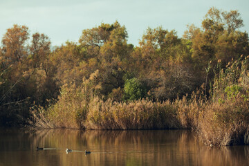 great crested grebe swimming in the natural park of delta del llobregat