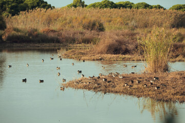 Flock of European Lapwing flying near the water