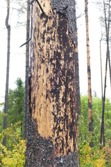 Catastrophic forest dying in Germany. Reason is climate change, dryness and immense reproduction of the bark beetles. Near Torfhaus, Harz Brocken moutain, Northern Germany.