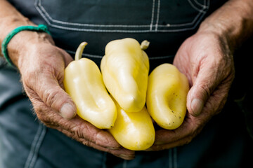 A man is holding homemade peppers. The concept of harvest.