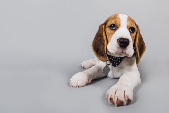 Beagle puppy