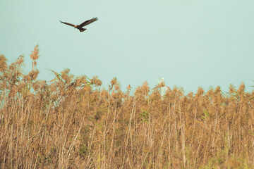 Brown Eagle hunting at sunset in Natural Park lagoon