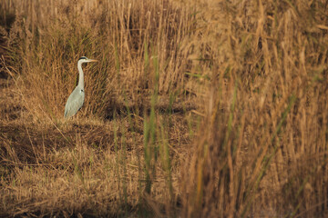 Gray heron searching for food in the lagoon