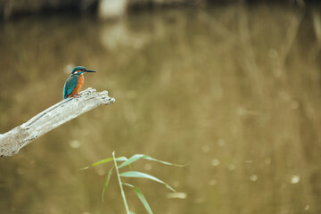 Kingfisher in the Llobregat Delta Natural Park