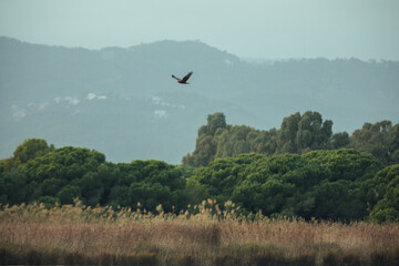 Brown Eagle hunting at sunset in Natural Park lagoon
