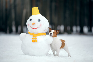 dog in snowy winter makes a snowman. Jack Russell Terrier in a scarf. Pet in nature