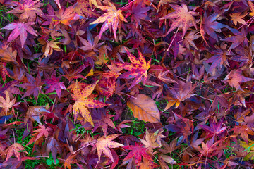 fallen leaves from the tree, colorful autumn leaves, colorful leaves on green grass
