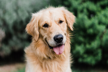golden retriever portrait