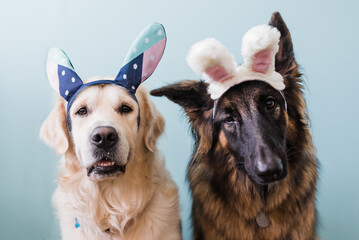 Dogs dressed for easter