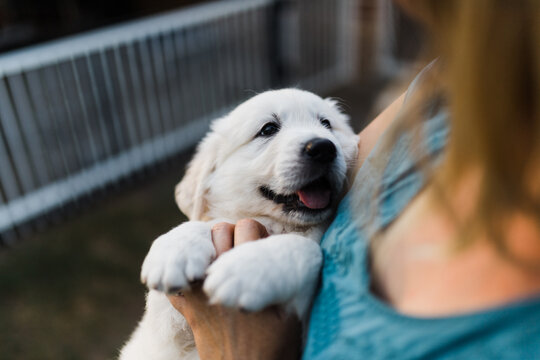 puppy cuddle