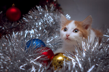 Portrait of a fluffy white kitten with red spots, which sits in a shiny tinsel with Christmas balls.