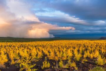 Area of dead burnt forest with recovering ecosystem in Kamchatka, Russia.