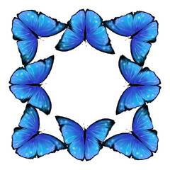 Morpho butterflies pattern design on white 