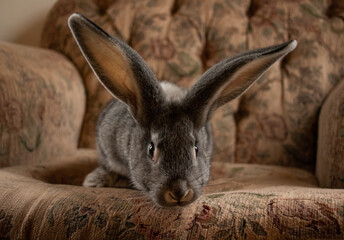 Flemish Giant Baby Bunny On A Floral Couch Looking Over the Edge
