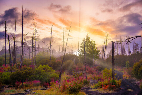 Amazing sunset in a dead forest on a colorful sky background.