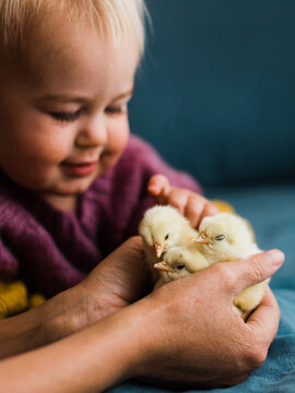 A little girl counts chickens