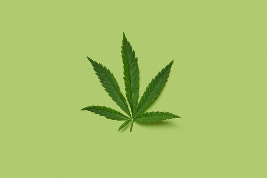 Natural green cannabis plant leaf.
