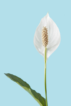 Spathiphyllum white flower closeup view.