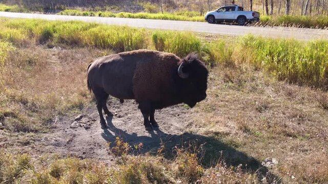 2-4 gimbal hold of male feral water buffalo at forest roadside park with white pickup truck and bison preparing to enjoy the cool refresh bath in the natural sandy dirt on a hot summer afternoon