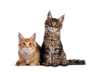 Red and black tabby Maine Coon cat kittens, sitting and laying beside each other. Looking both to camera. Isolated on white background.