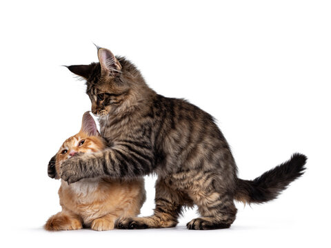 Red and black tabby Maine Coon cat kittens, playing beside and with each other each other. Looking both to camera. Isolated on white background.