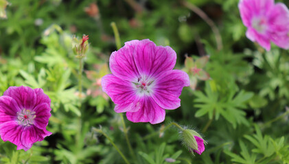 Fototapeta premium Geranium sanguineum, common names bloody cranesbill or bloody geranium on a garden. Geranium sanguineum is native to Europe.Nature concept.