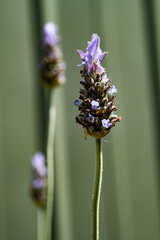 Lavender flower macro with green background