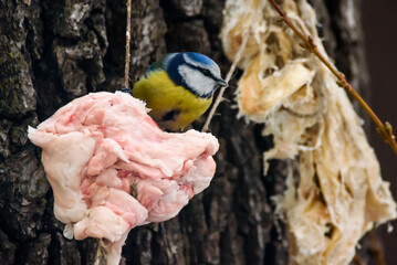 Eurasian blue tit bird, Cyanistes caeruleus. Bird feeder, winter time.