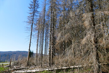 Catastrophic forest dying in Germany. Reason is climate change, dryness and immense reproduction of the bark beetles - near Oderteich, Harz mountains, Germany